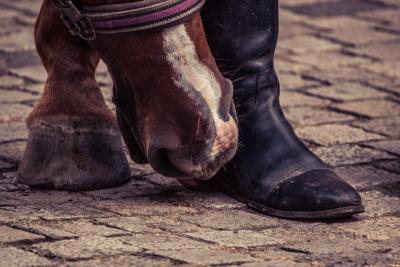 La laminite e i piedi del cavallo